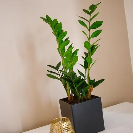 Vila Tango Ii